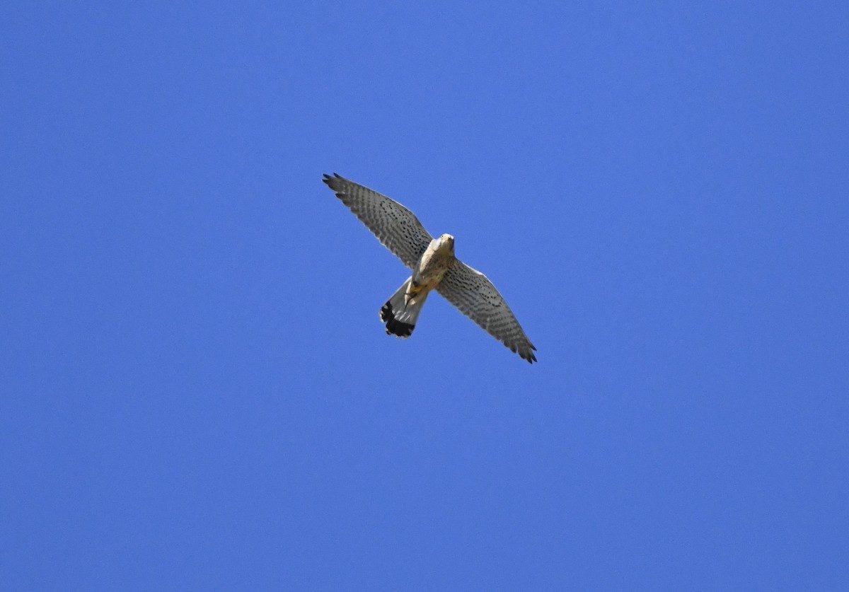 Eurasian Kestrel - ML620403173