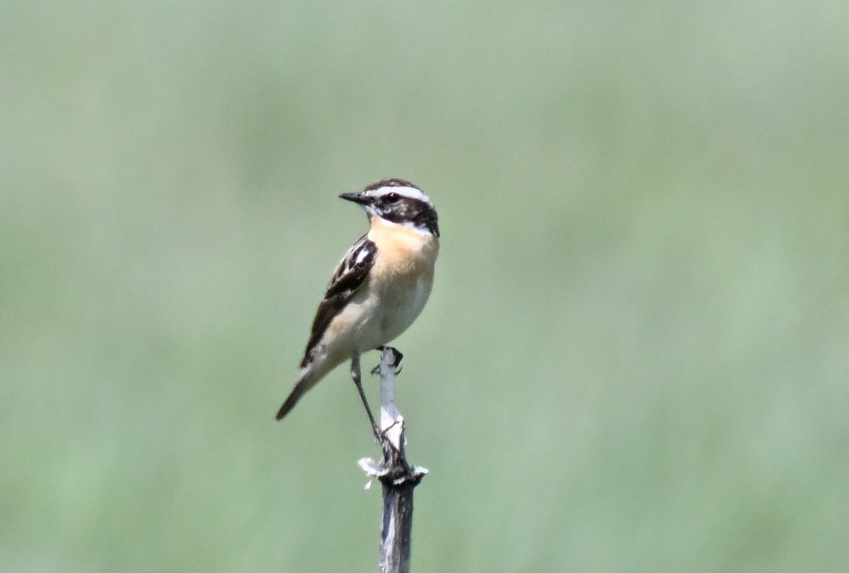 Whinchat - ML620403184