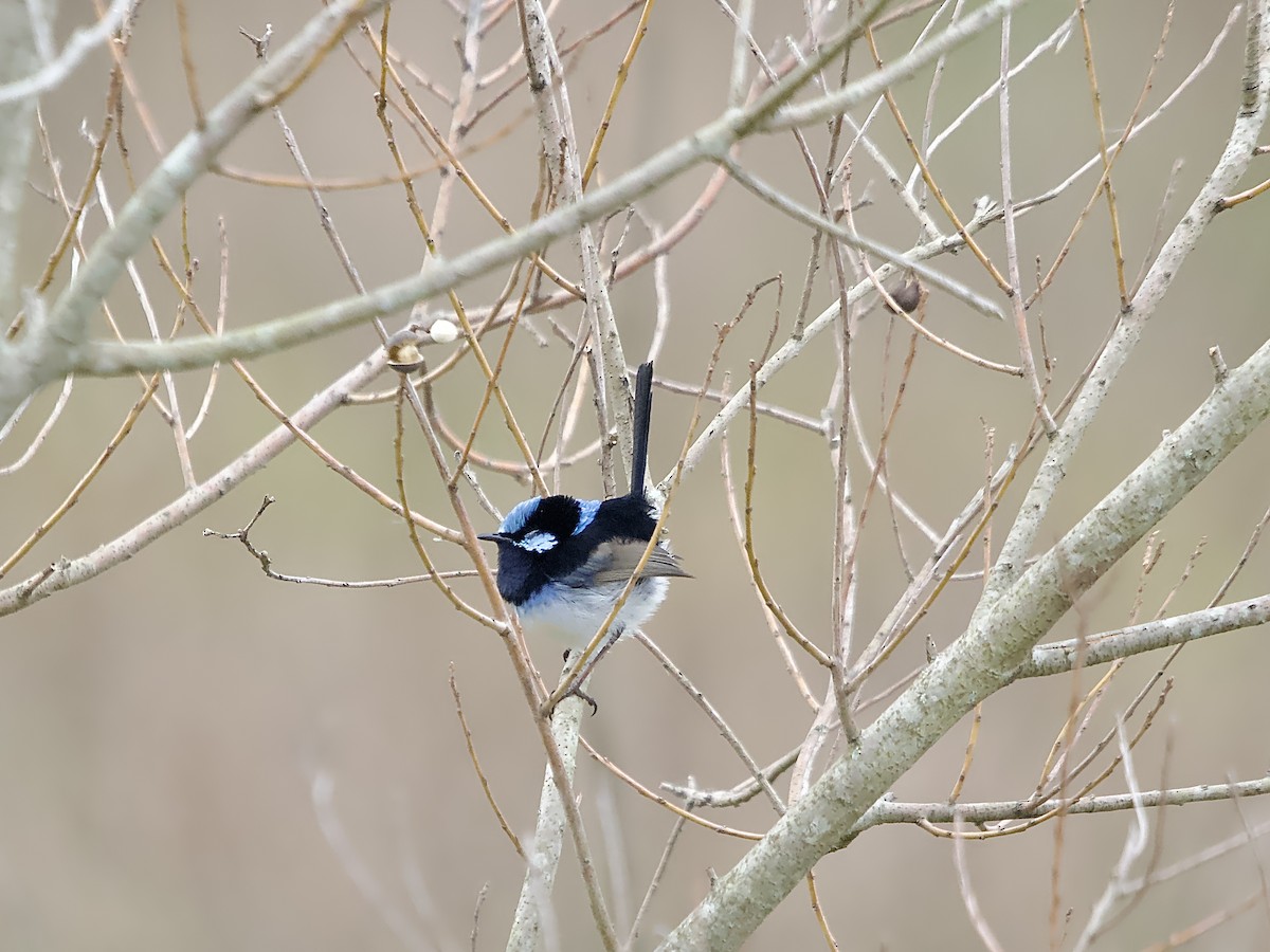 Superb Fairywren - ML620403185