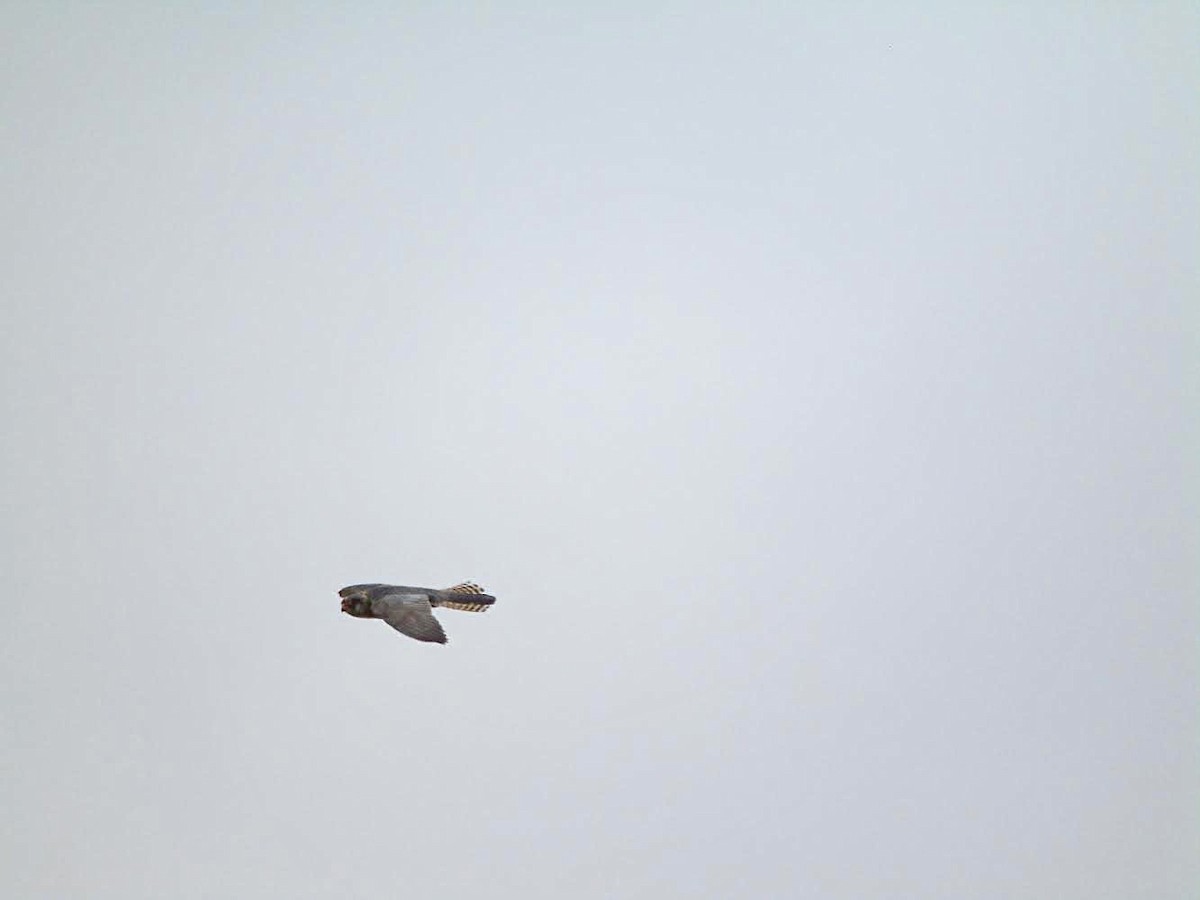 Red-footed Falcon - ML620403190