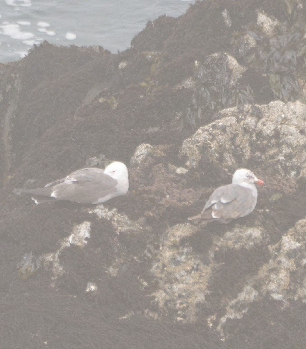 Heermann's Gull - ML620403194