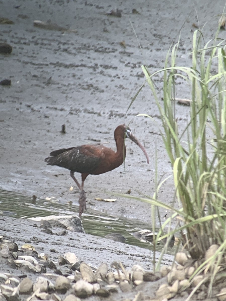 ibis hnědý - ML620403199