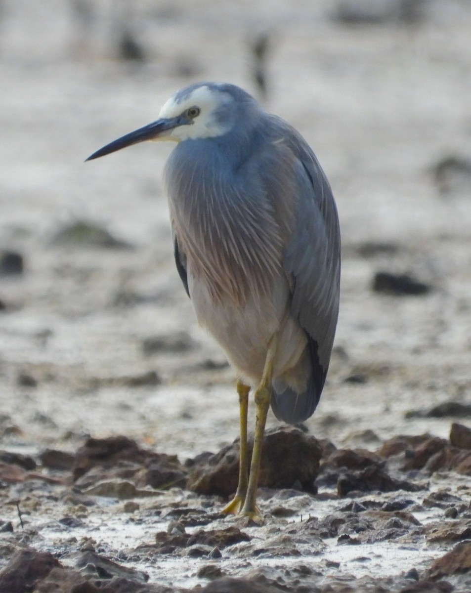 White-faced Heron - ML620403211