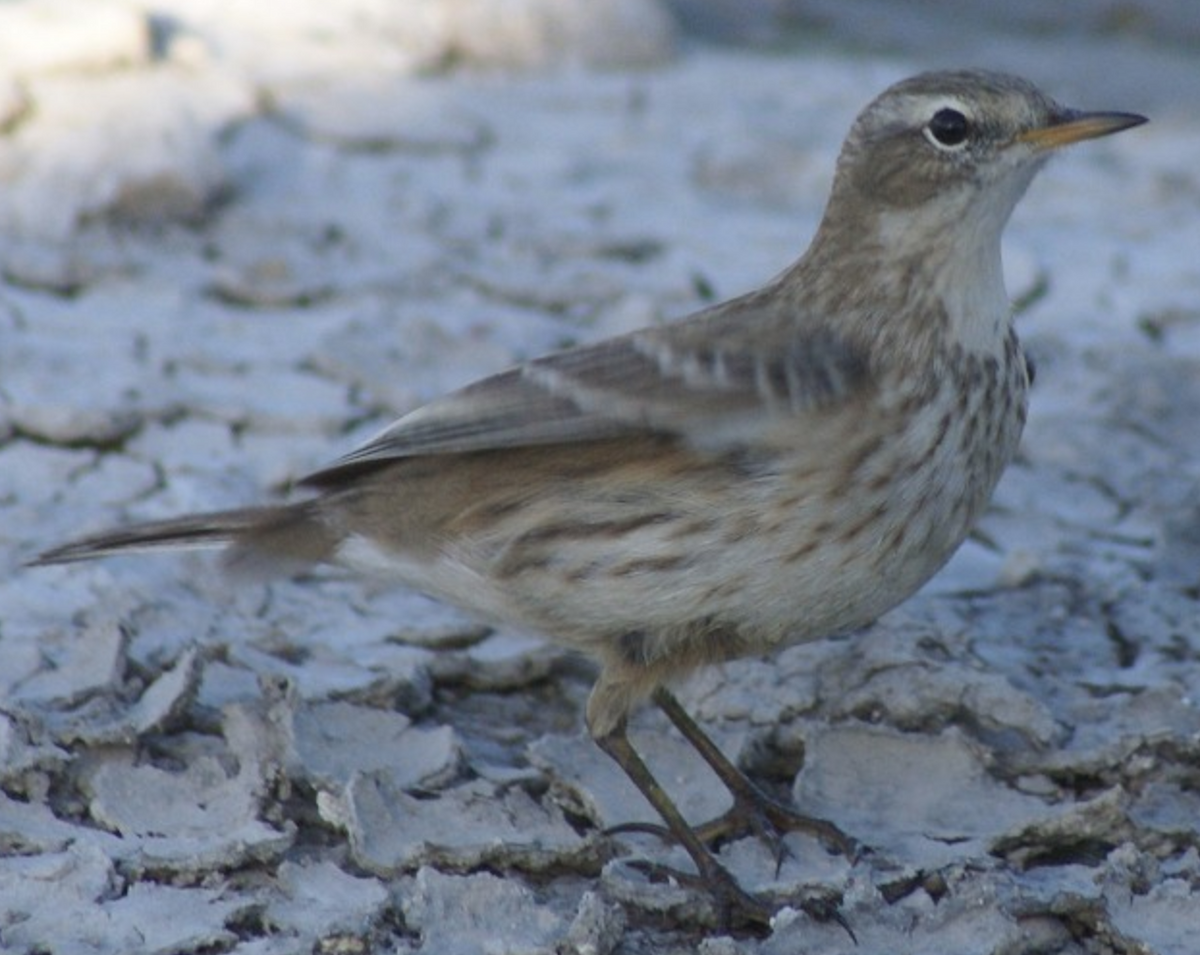 Water Pipit - ML620403213
