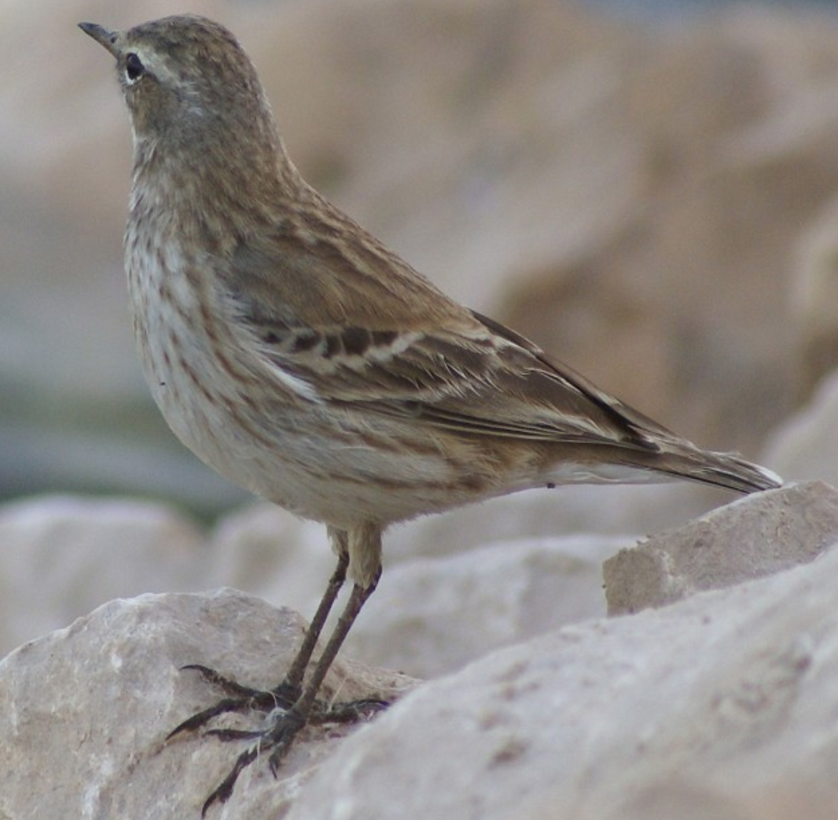 Water Pipit - ML620403214