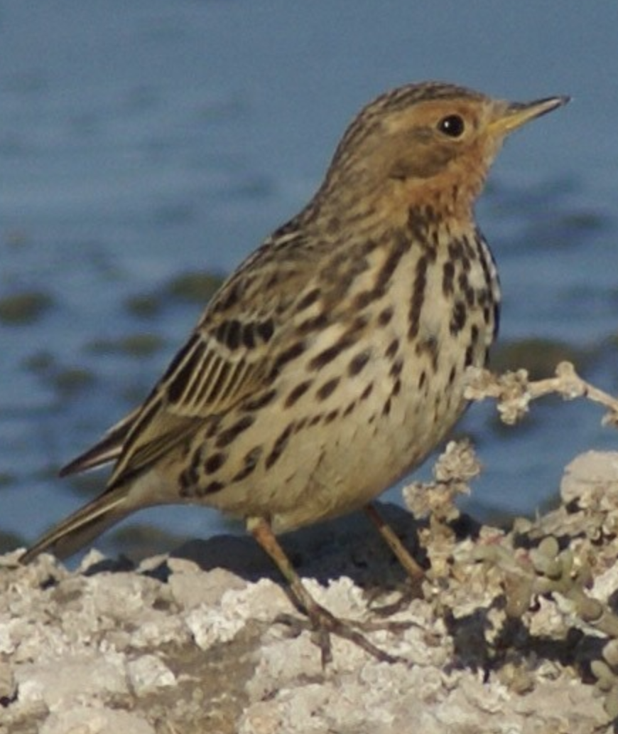 Red-throated Pipit - ML620403215