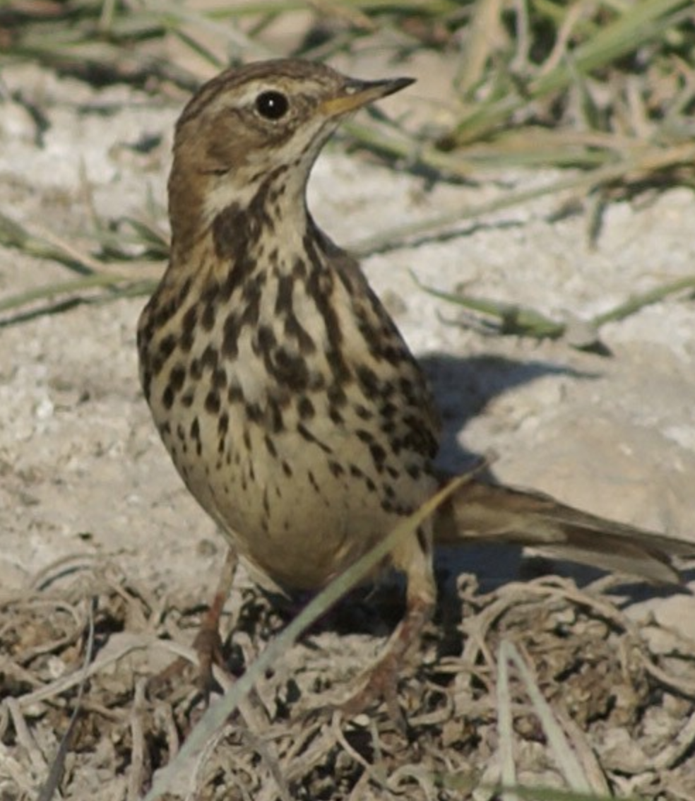 Red-throated Pipit - ML620403216