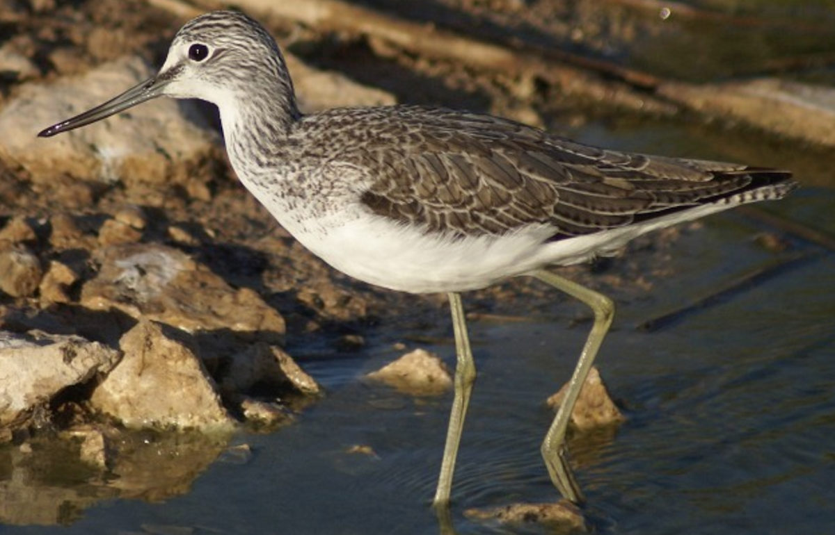 Common Greenshank - ML620403219