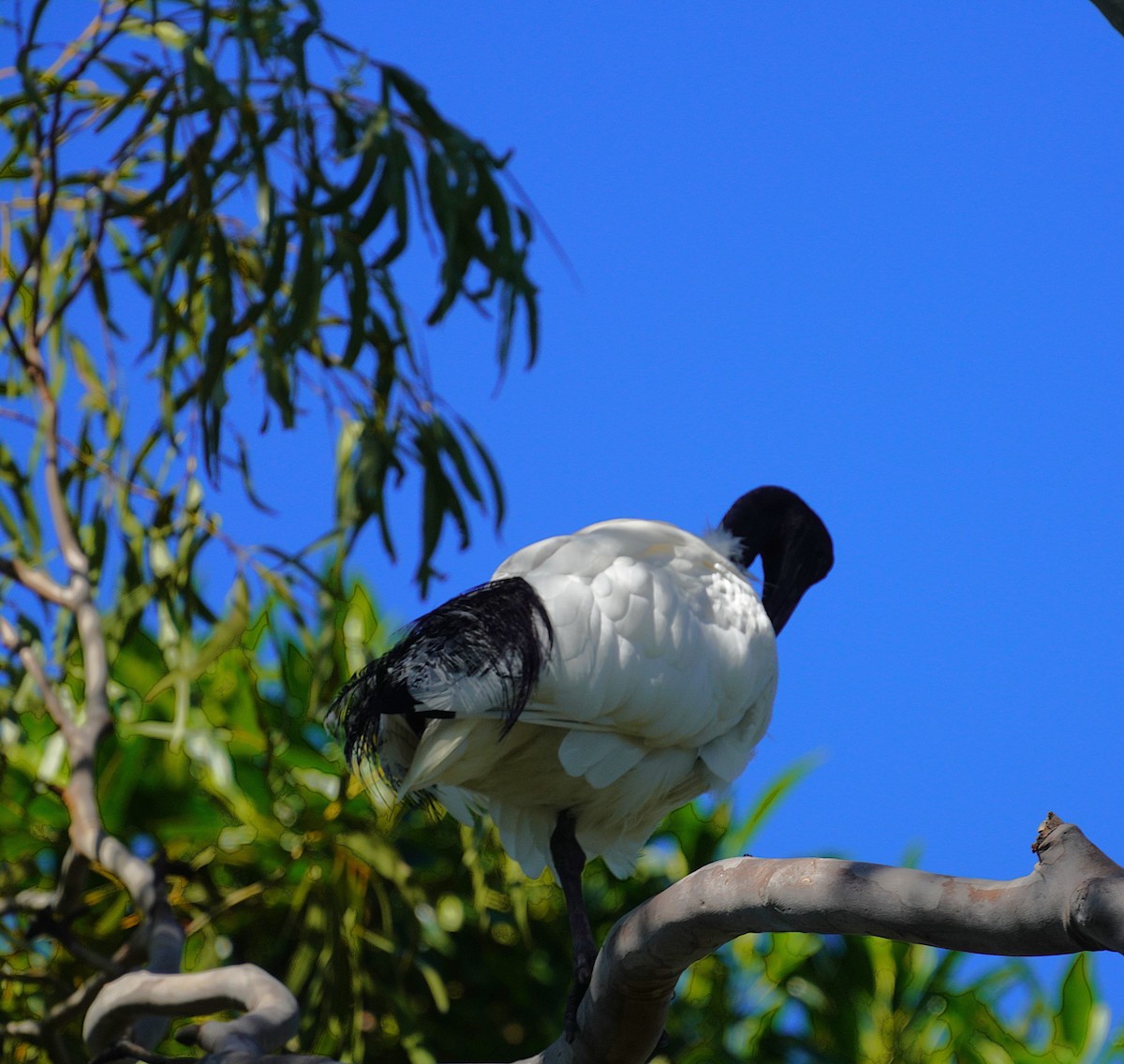 ibis australský - ML620403220