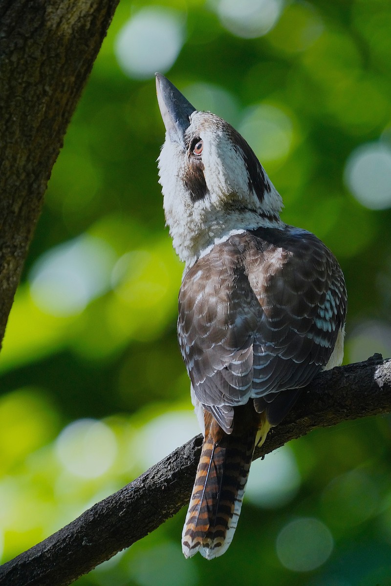 Laughing Kookaburra - ML620403226