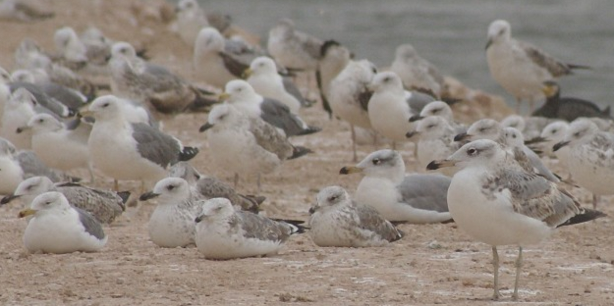 Pallas's Gull - Michael Grunwell