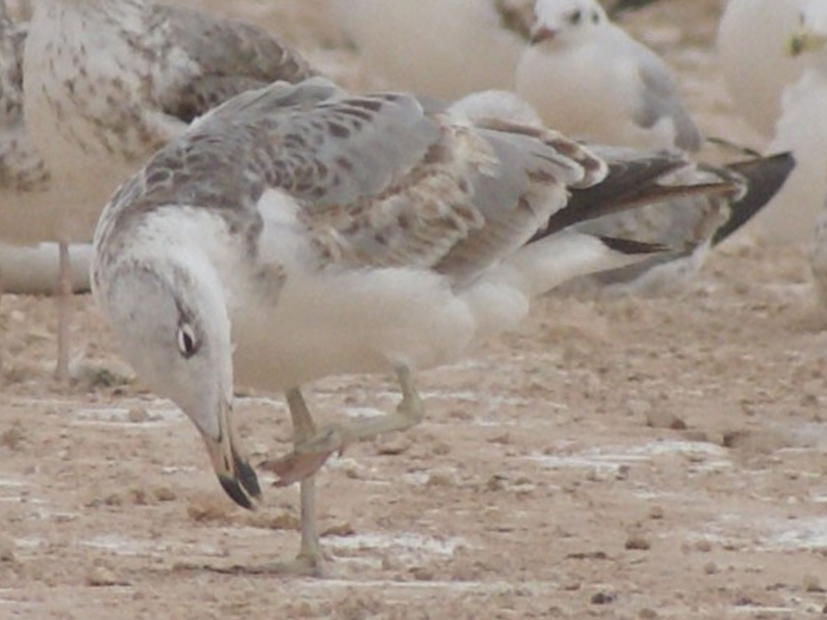 Pallas's Gull - ML620403253