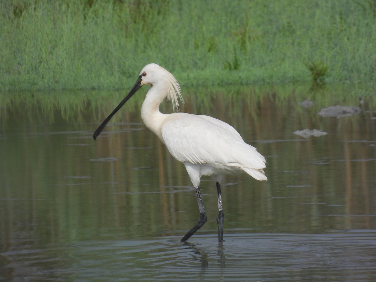 Eurasian Spoonbill - ML620403276