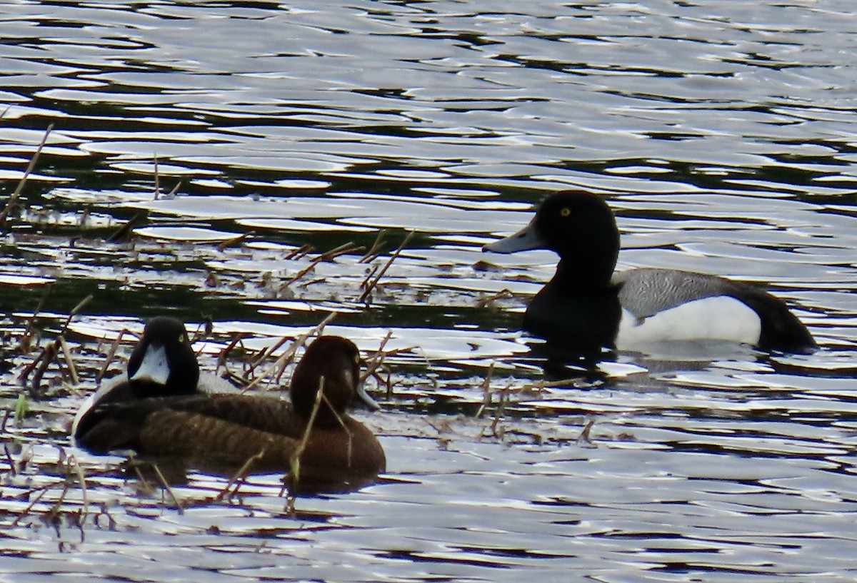 Greater Scaup - ML620403295