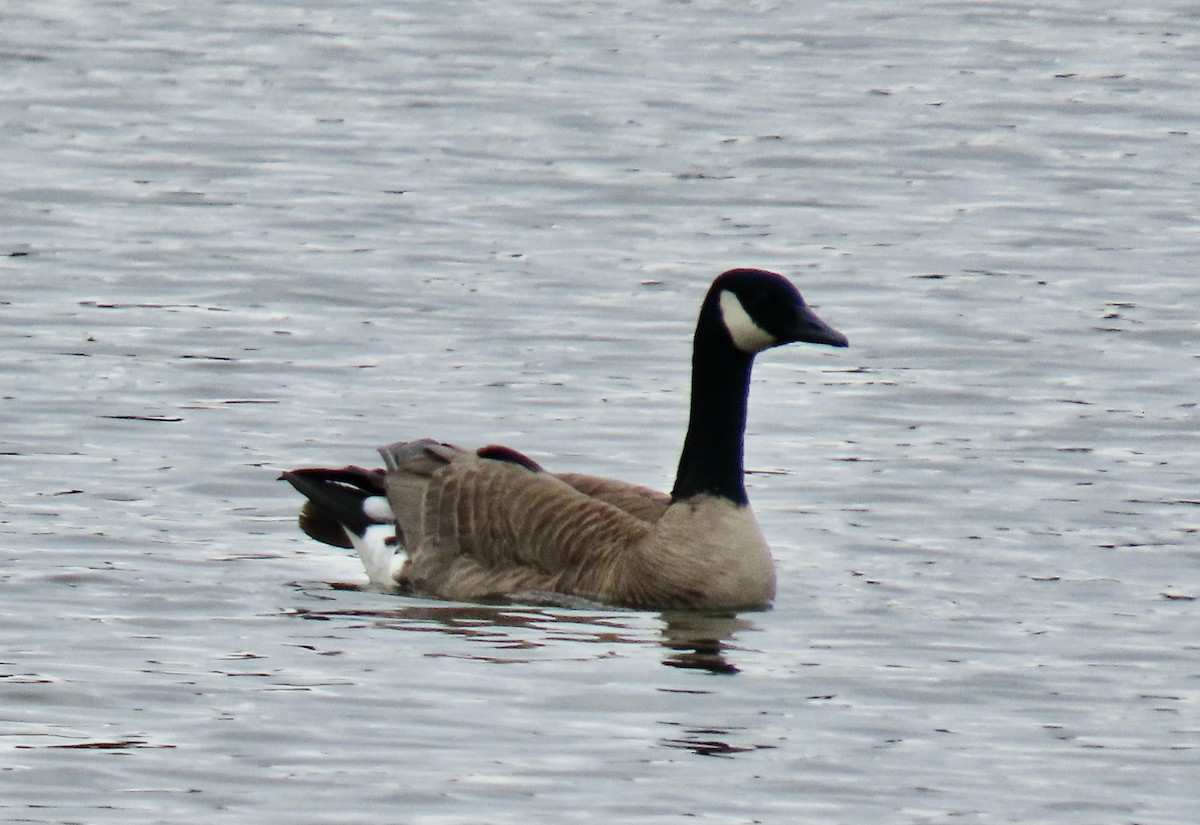 Canada Goose - ML620403306