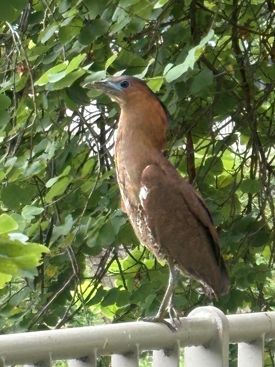 Malayan Night Heron - ML620403316