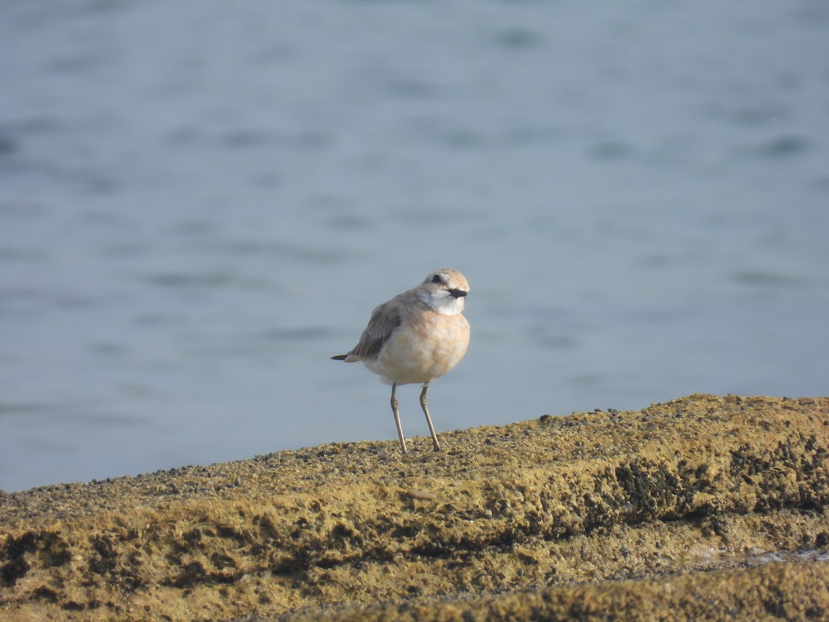 Greater Sand-Plover - ML620403317