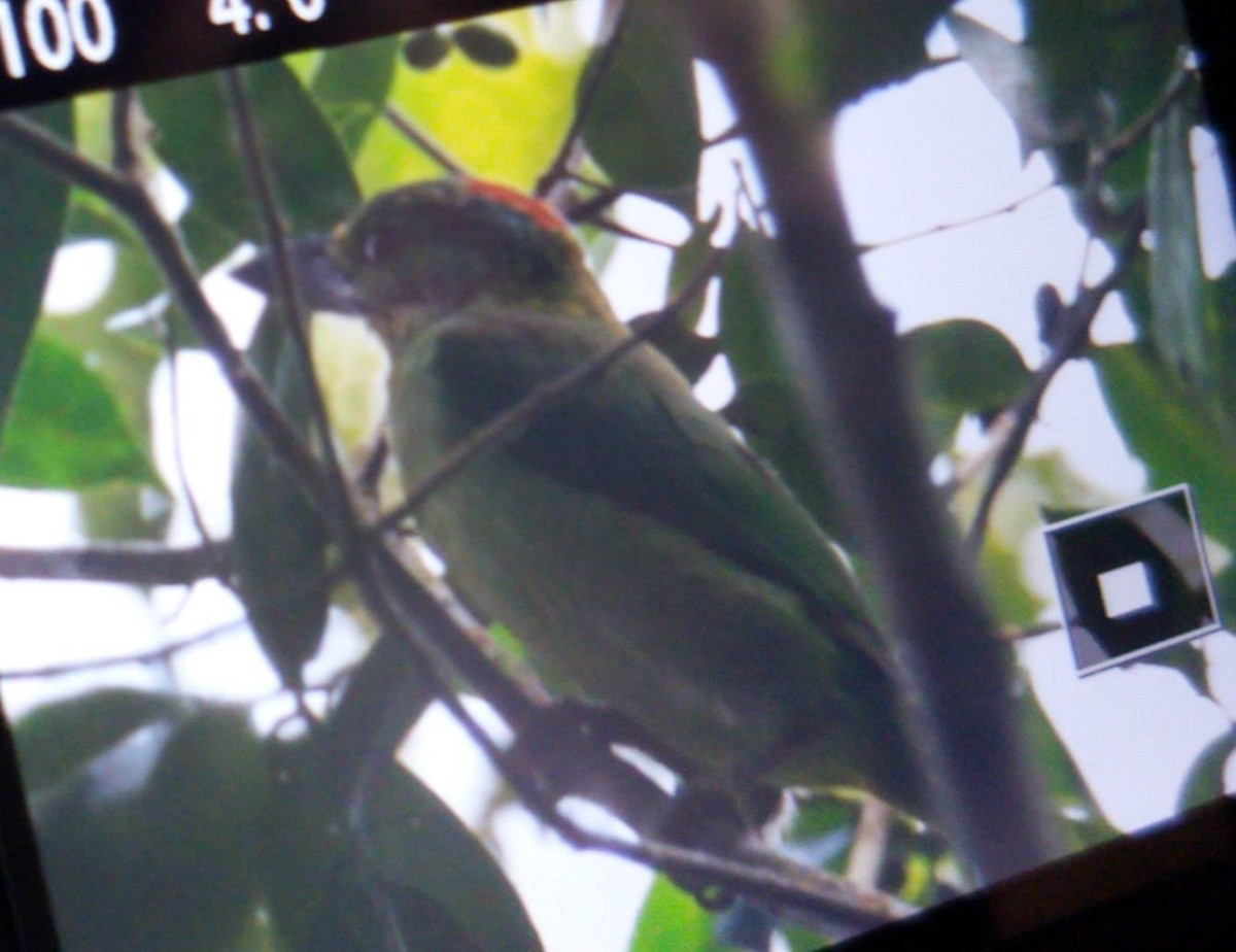Borneobartvogel - ML620403328
