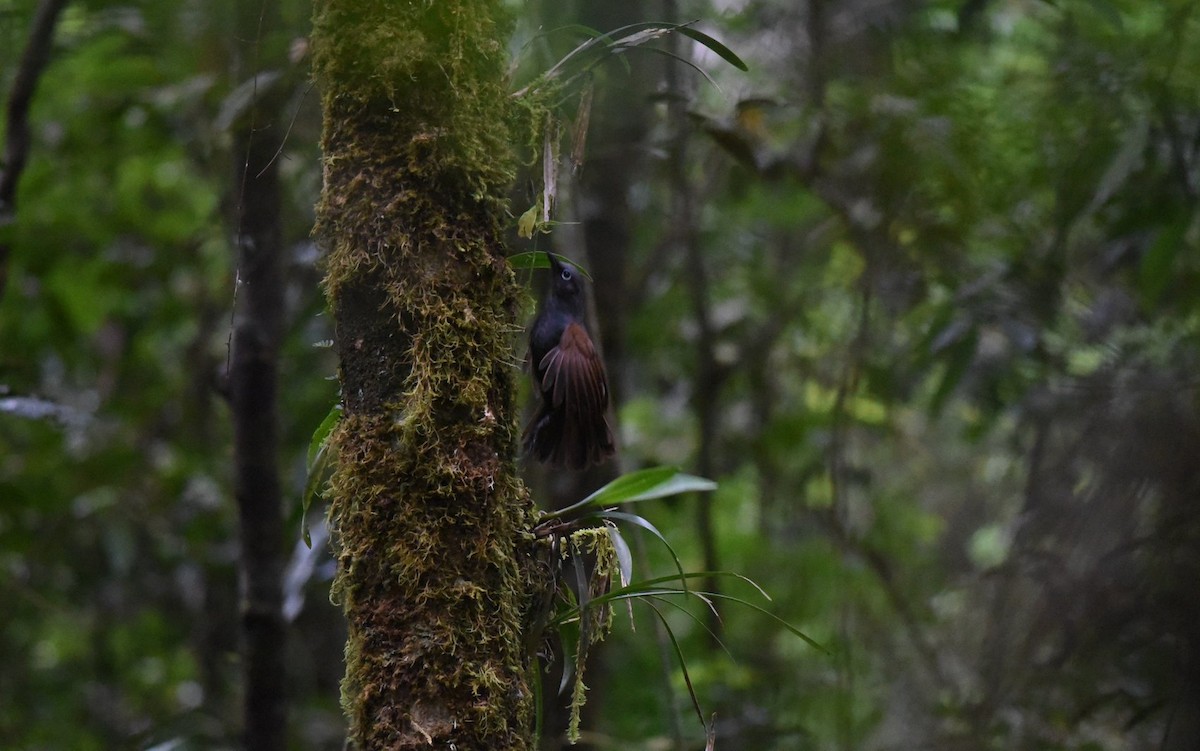 Sunda Laughingthrush - ML620403331