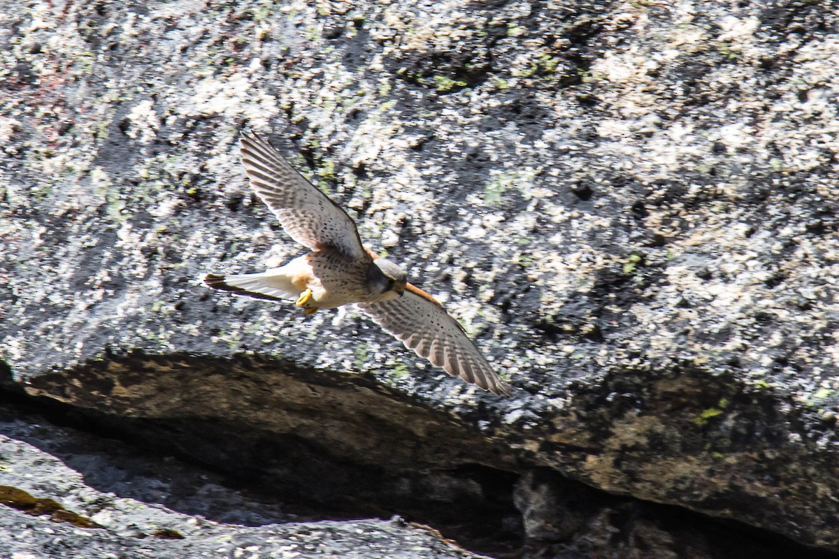 Eurasian Kestrel - ML620403338