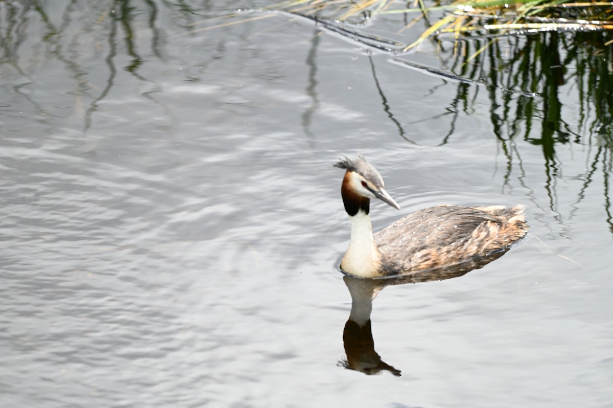 Great Crested Grebe - ML620403359