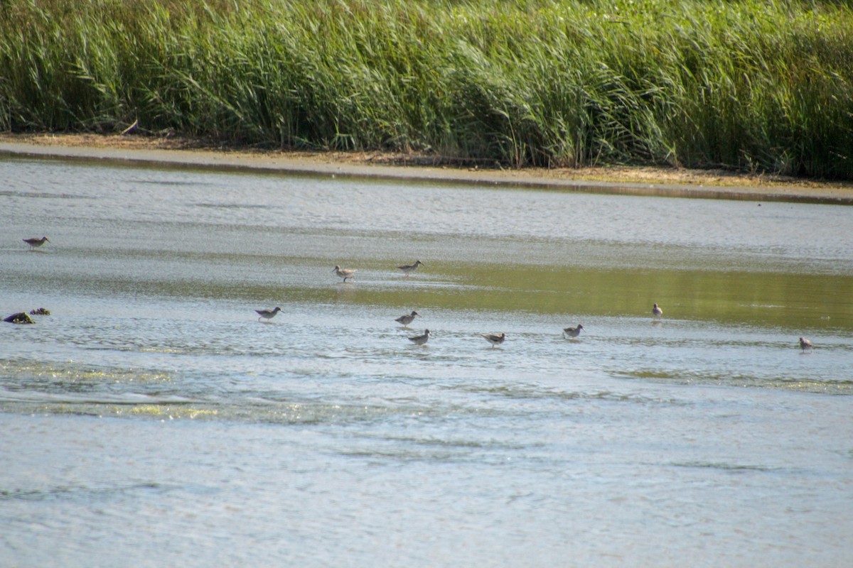 Spotted Redshank - ML620403361