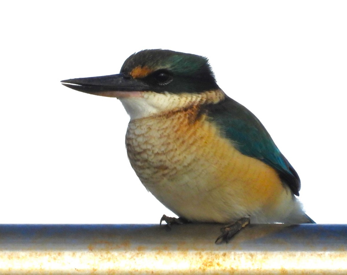 Sacred Kingfisher (Australasian) - ML620403367