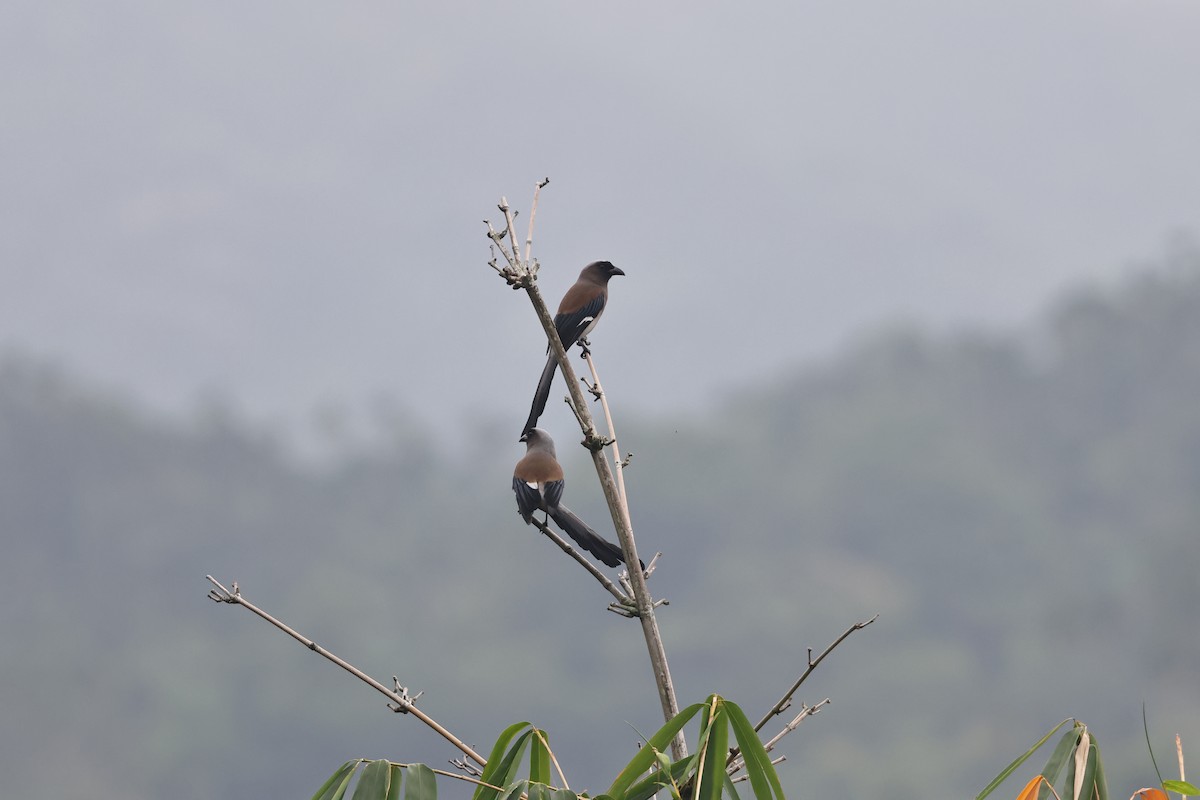 Gray Treepie - ML620403388