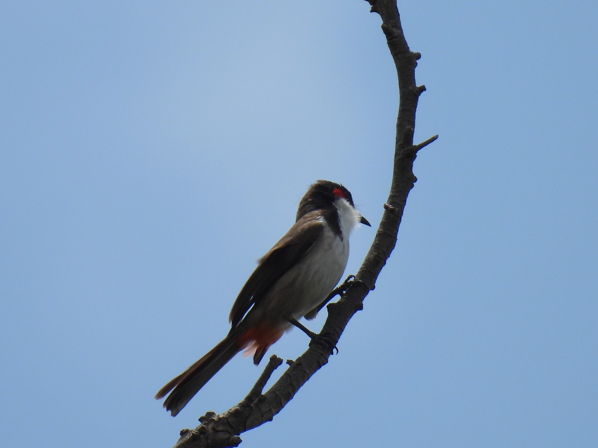 Red-whiskered Bulbul - ML620403393