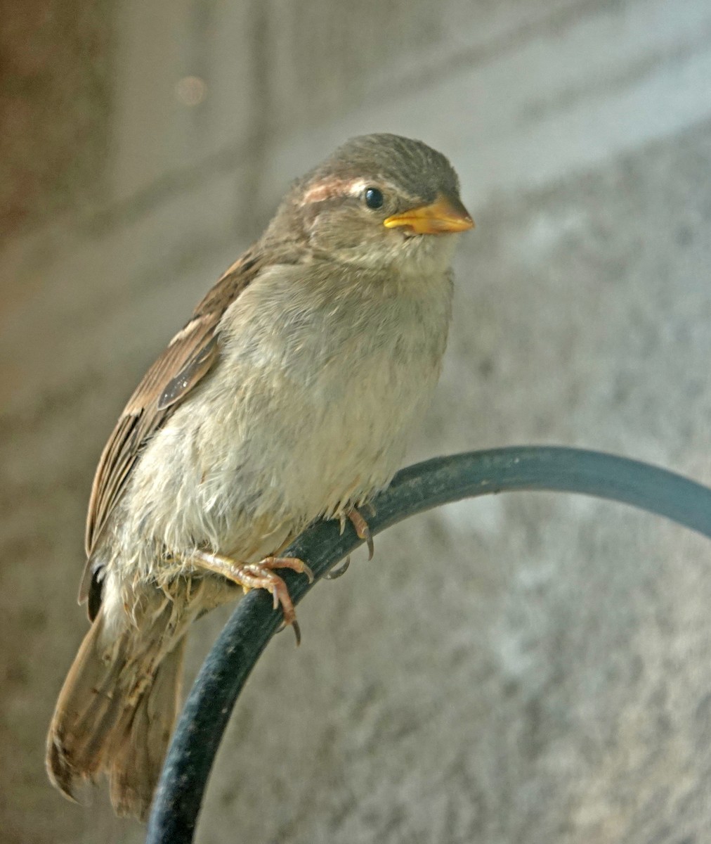 Spanish Sparrow - ML620403394