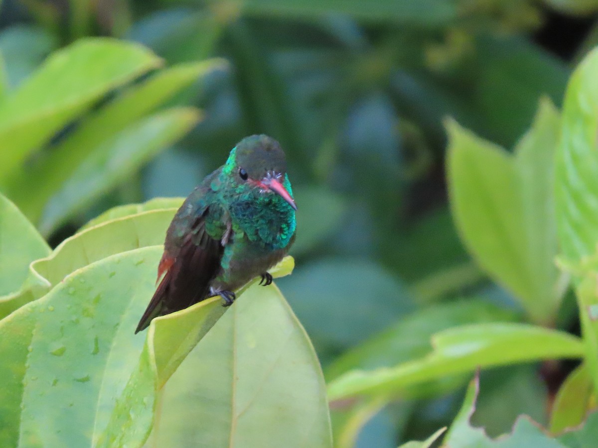 Rufous-tailed Hummingbird - ML620403397