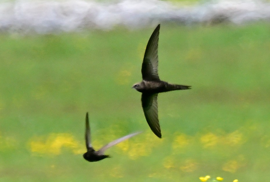 Common Swift - ML620403401