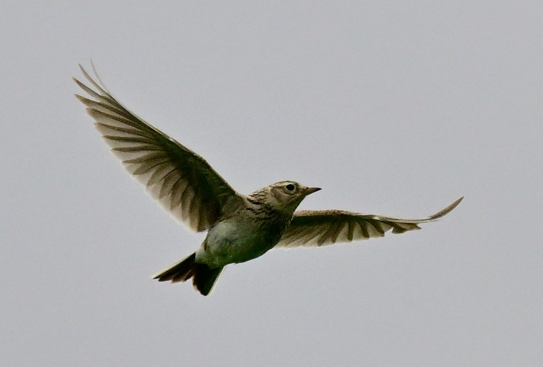 Eurasian Skylark - Cornelia Hürzeler