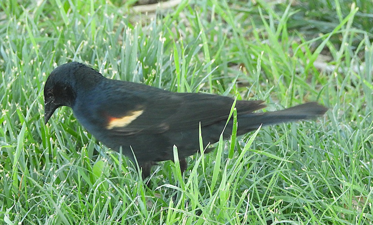 Red-winged Blackbird - ML620403424