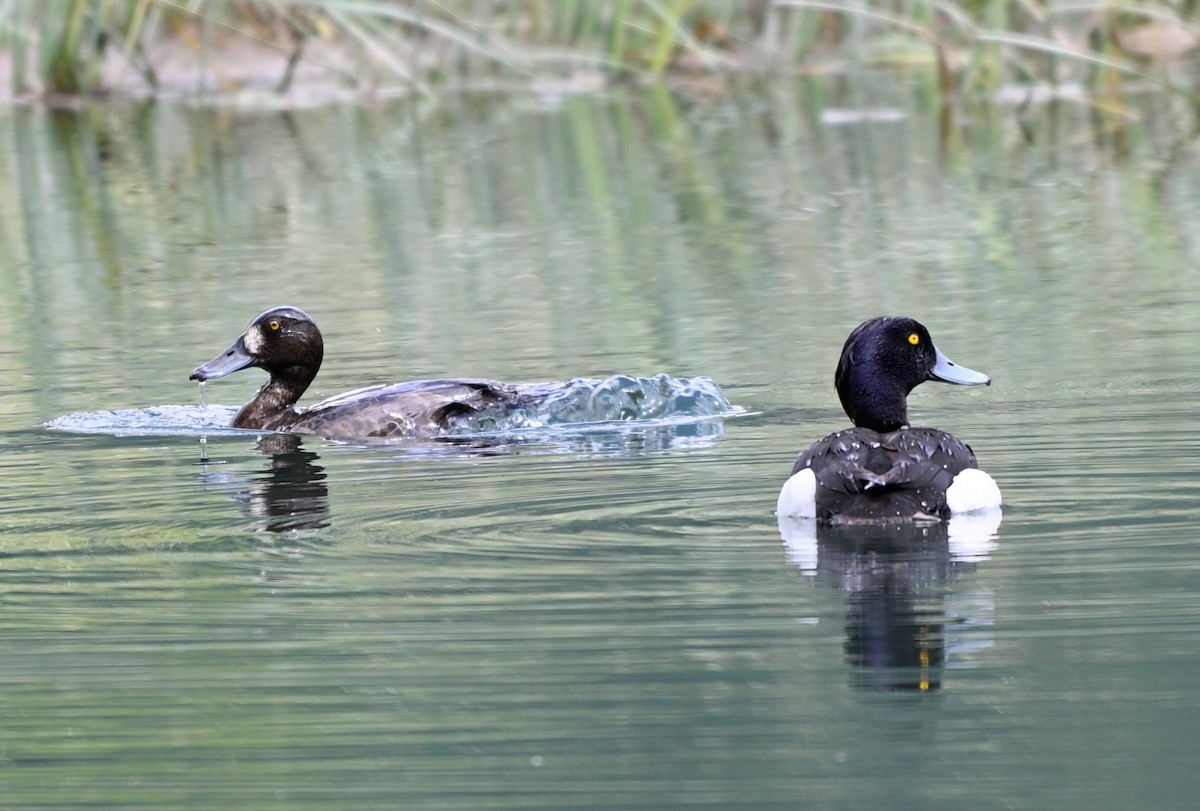 Tufted Duck - ML620403425