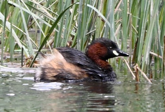 Little Grebe - ML620403426