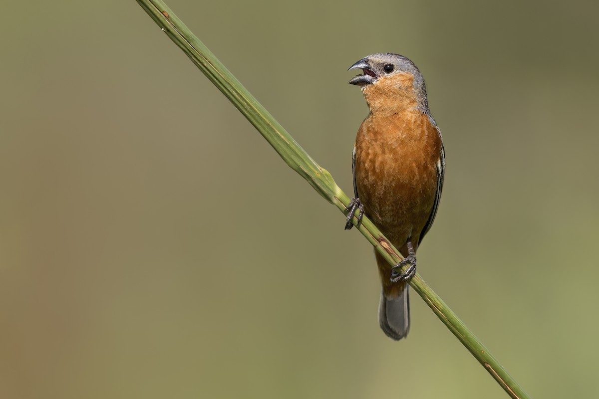 Tawny-bellied Seedeater - ML620403428