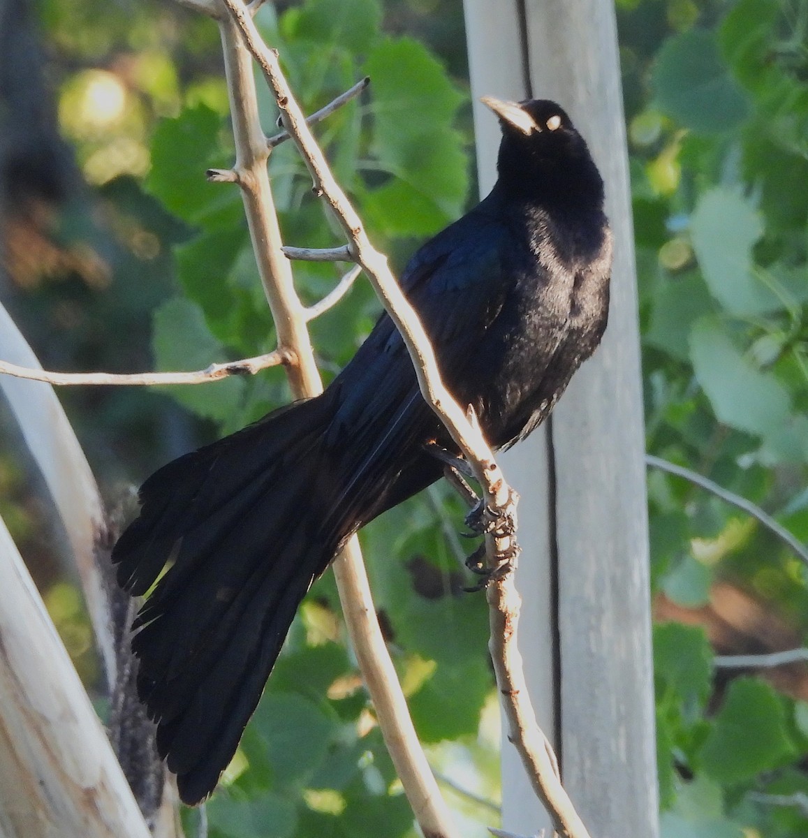 Great-tailed Grackle - ML620403443