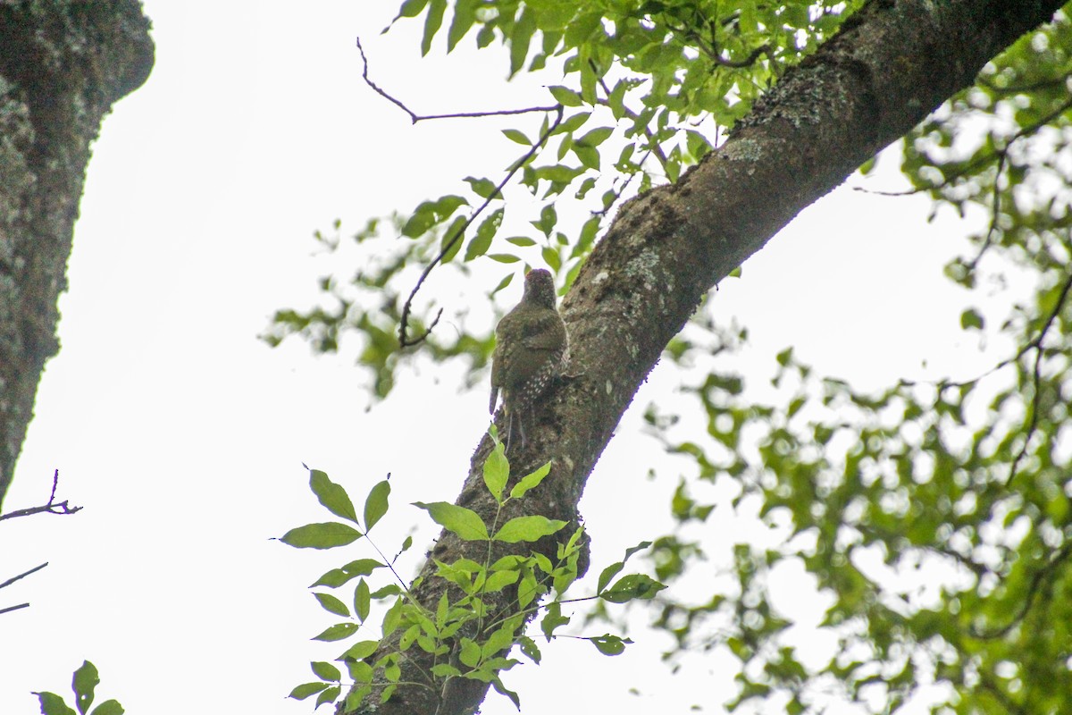 Gray-headed Woodpecker - ML620403451