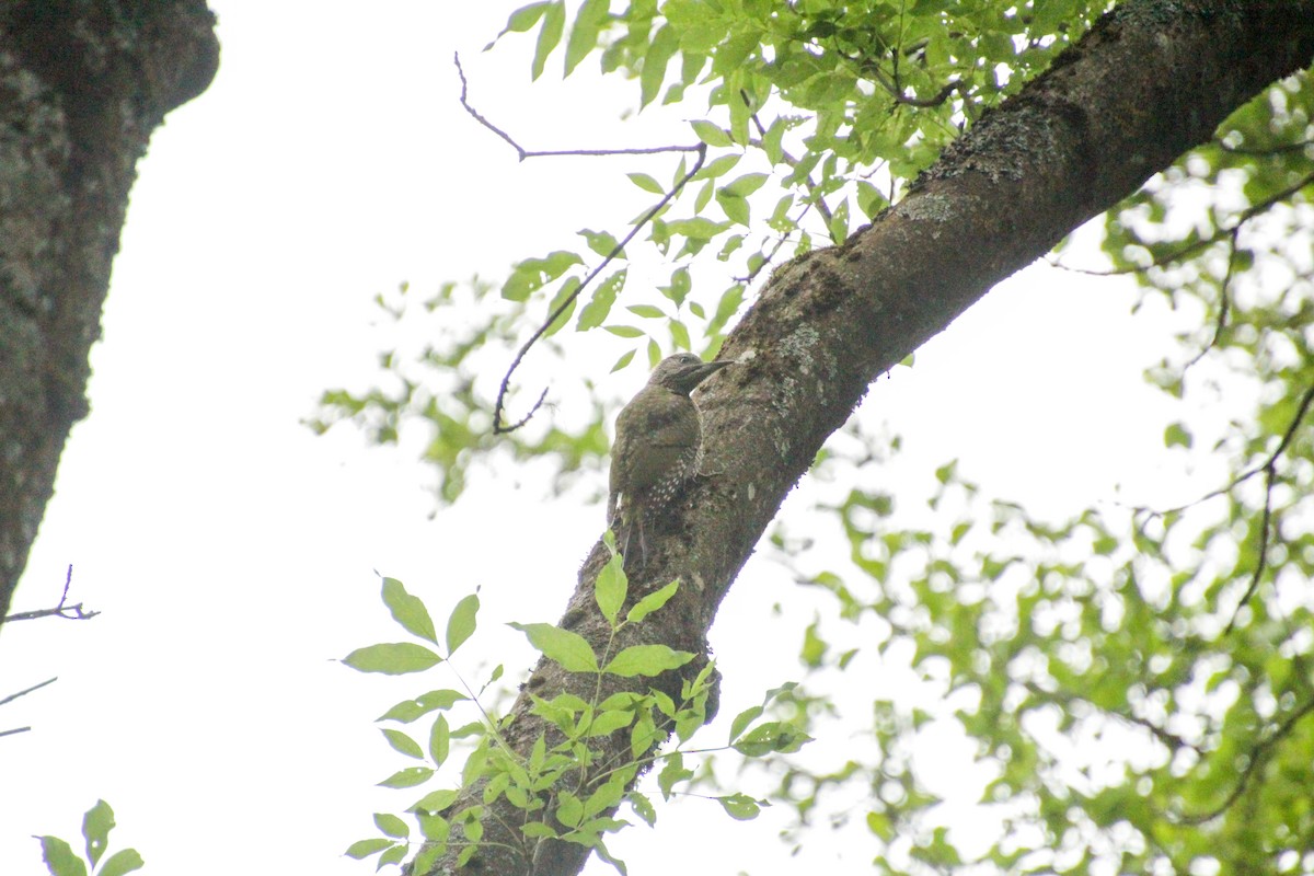 Eurasian Green Woodpecker - Guillaume Calcagni
