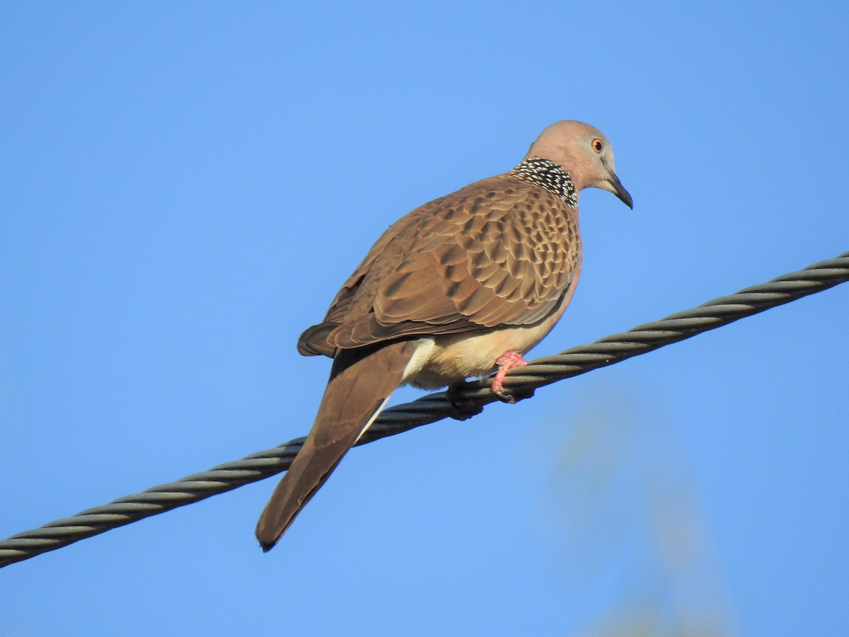 Spotted Dove - ML620403453
