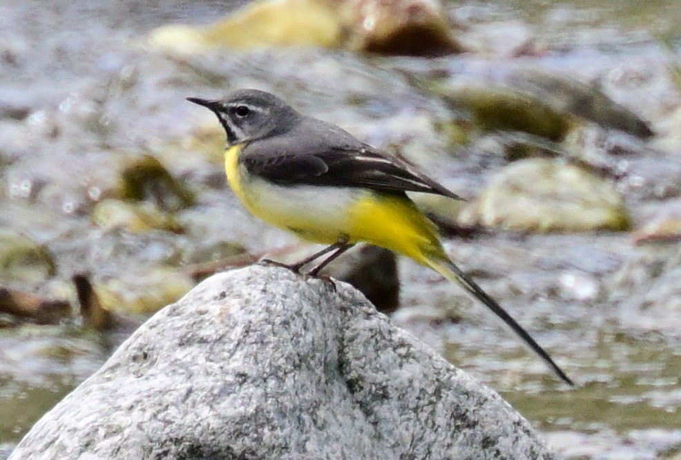 Gray Wagtail - ML620403454