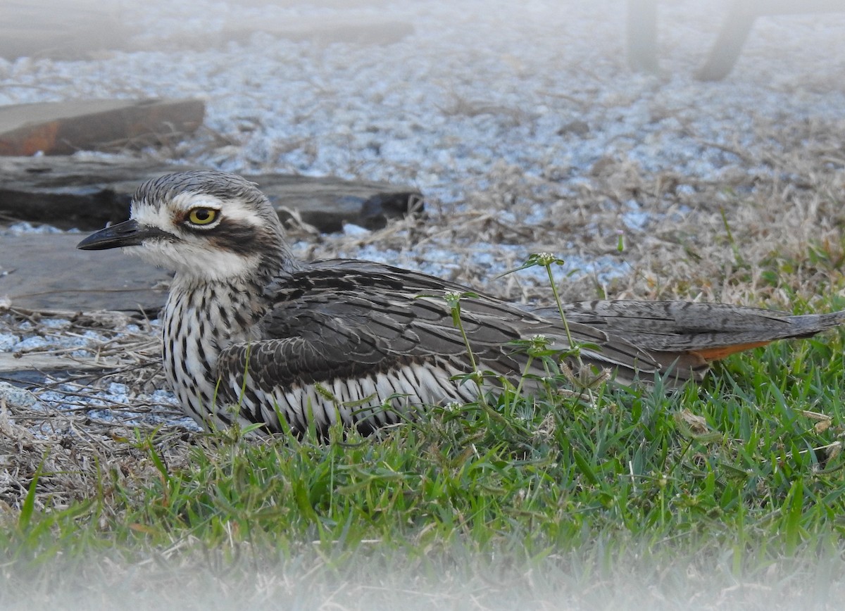 Bush Thick-knee - ML620403458