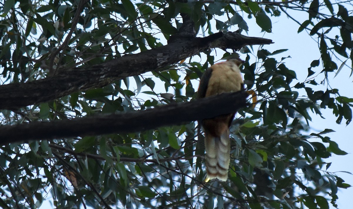 Brown Cuckoo-Dove - ML620403462