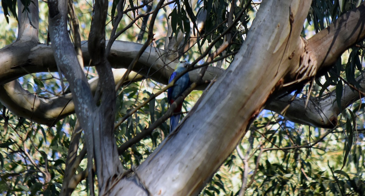 Pale-headed Rosella - ML620403466