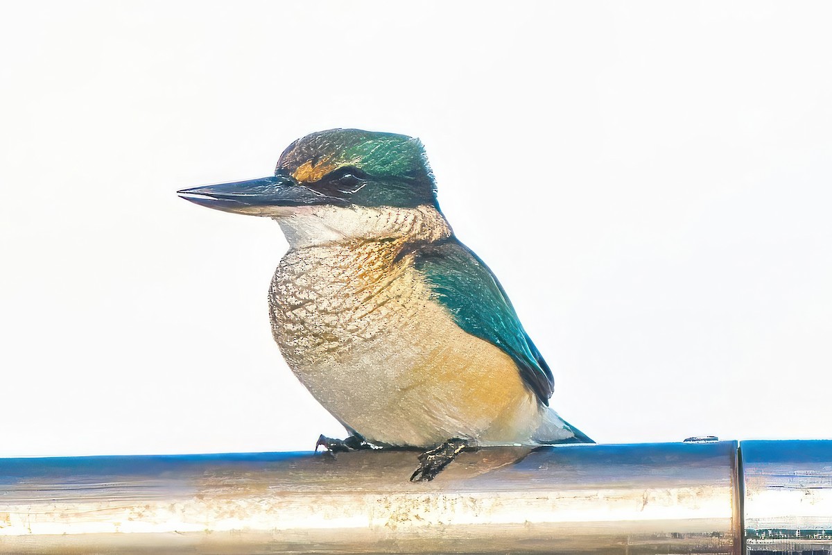 Sacred Kingfisher (Australasian) - ML620403467