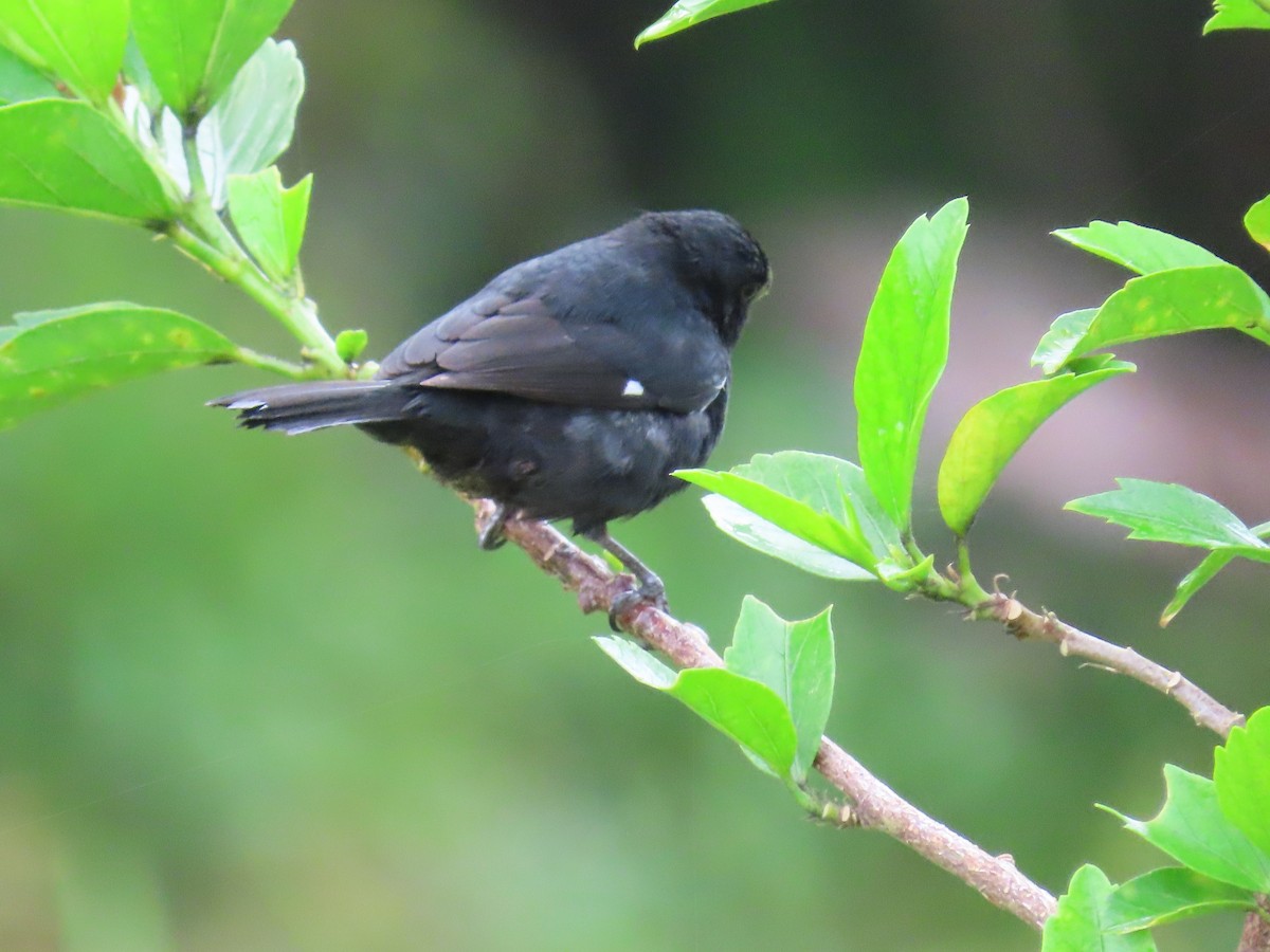 Variable Seedeater - ML620403471