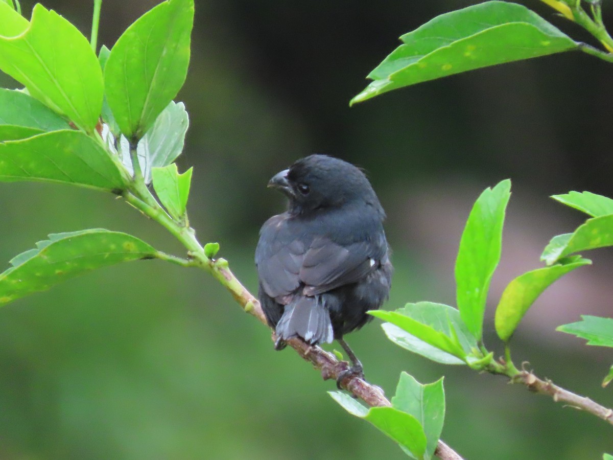 Variable Seedeater - ML620403472