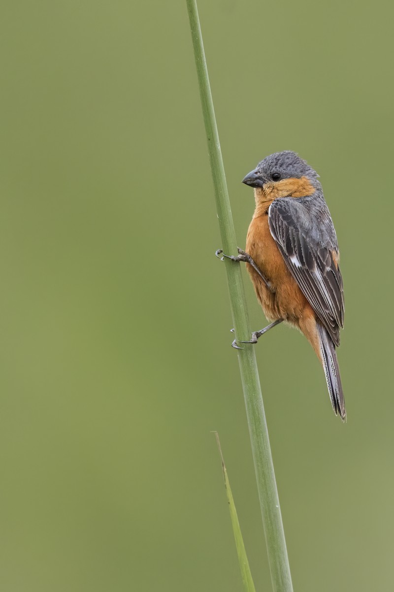 Tawny-bellied Seedeater - ML620403486