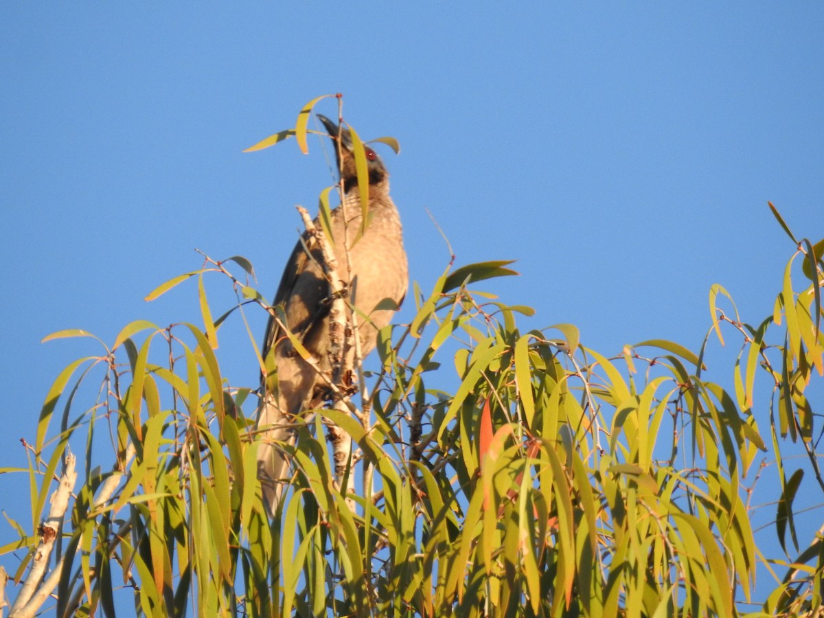 Helmeted Friarbird - ML620403490